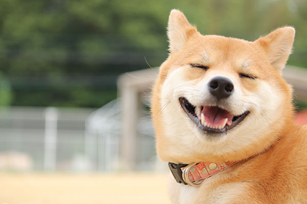 Smiling dog