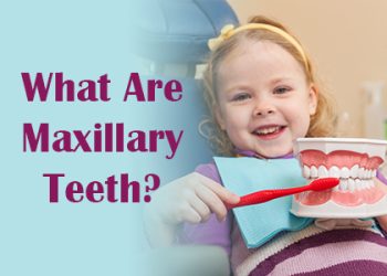 Northern Reading dentist Dr. Marcovici of Inertia Dental discusses maxillary teeth—what they are, and how they function in the mouth.