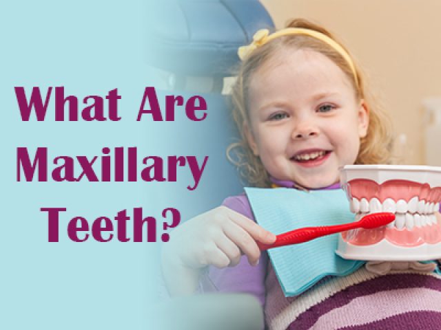What Are Maxillary Teeth? (featured image)