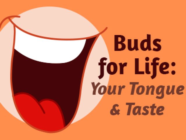 Buds for Life: Your Tongue & Taste (featured image)